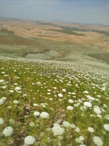 عسل السدر والبشنيخة والشوكيات - 2