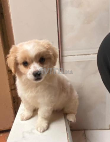Chiot Pékinois X chihuahua - 2