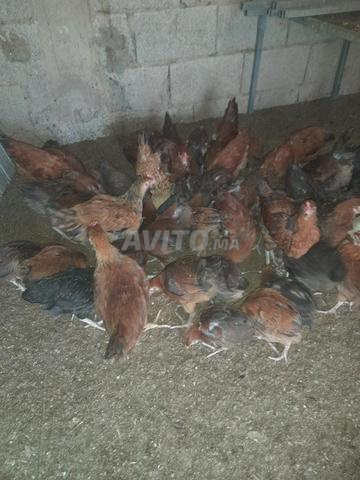 Poussin de poulet français - 2