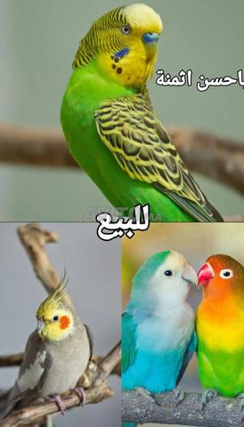 طيور/طائر 🐦