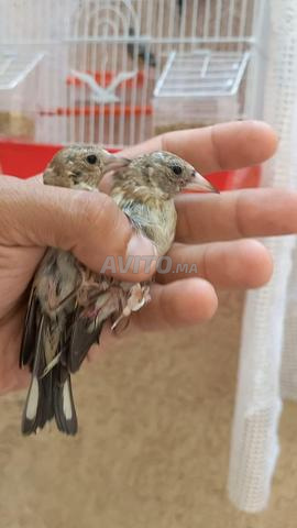 جذر عام و 3 قرع شهر 7 وجوز إناث - 2