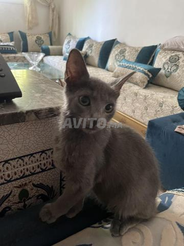 mignon chat blue russe a adopter - 2