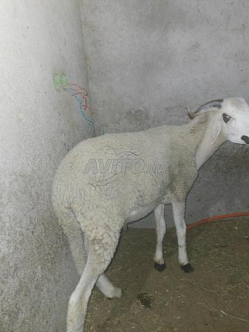 فحل صردي جميل بسعر مناسب 4400