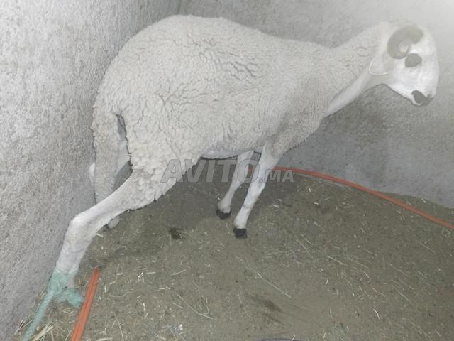 فحل صردي جميل بسعر مناسب 4400 - 2