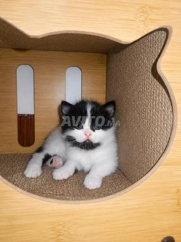 Chat chinchilla - 2