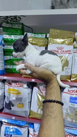 Femelle chihuahua - 2
