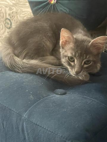 Chaton à adopter - 2