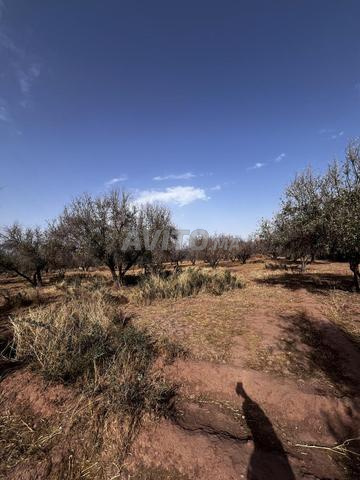 Terrain Titré de 2,25 Ha à Vendre - 2