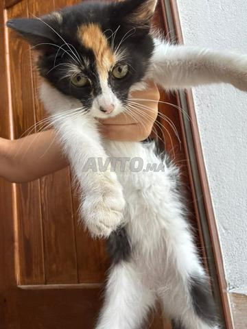 Magnifique chatte - 2