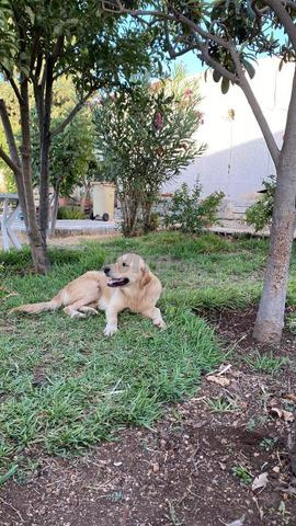 Golden retriever - 2