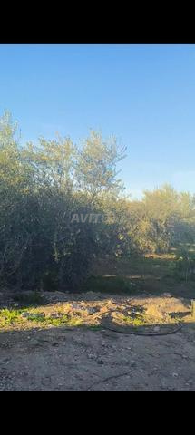 سعادة دوار بن عزوز - 2