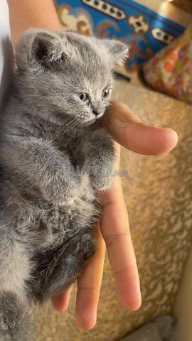 قط بريطاني أصيل للبيع
