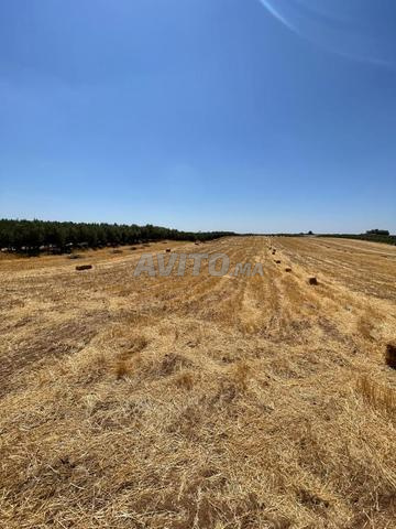 Ferme 5 hectares à vendre - 2
