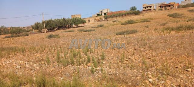 احفير دوار لبكاكشا - 2