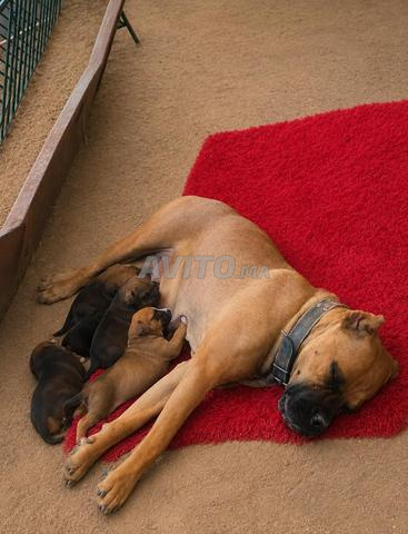 جراء كاني كورسو أصيلة للبيع (Cane Corso)