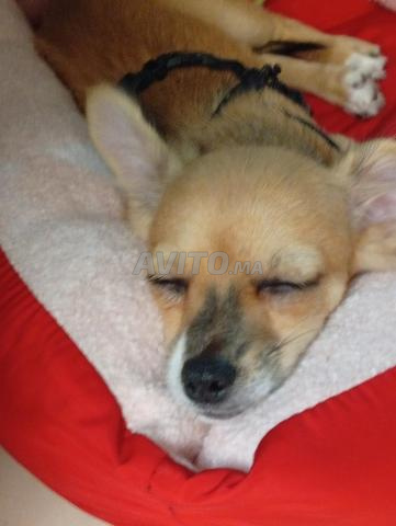 Chihuahua à vendre