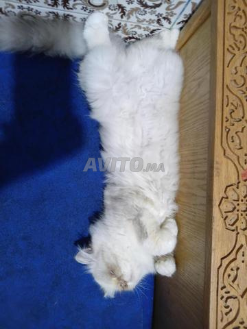 Chatte Himalayenne - 2