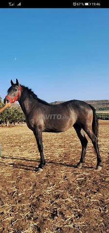 جذعة للبيع - 2
