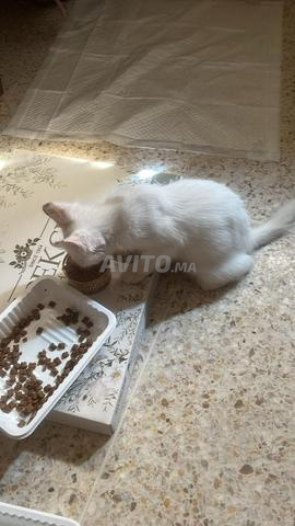 تركي أنغورا للبيع - 2