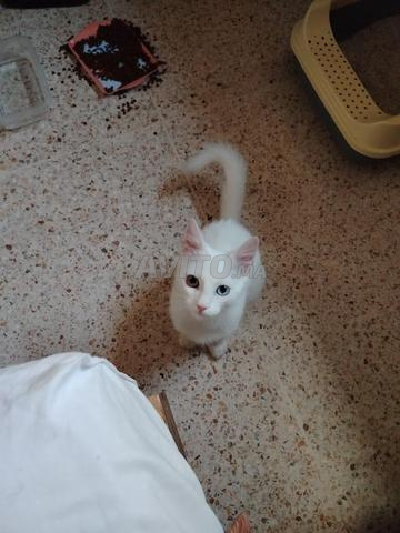 Vends chatte Angora turc