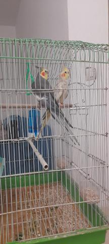 Couple de calopsittes avec sa cage - 2