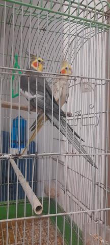 Oiseau bien dressé - 2