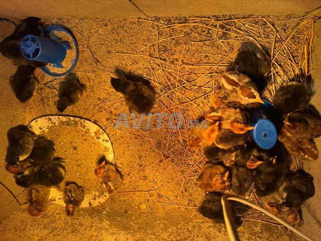 Poussins Australorp - 2