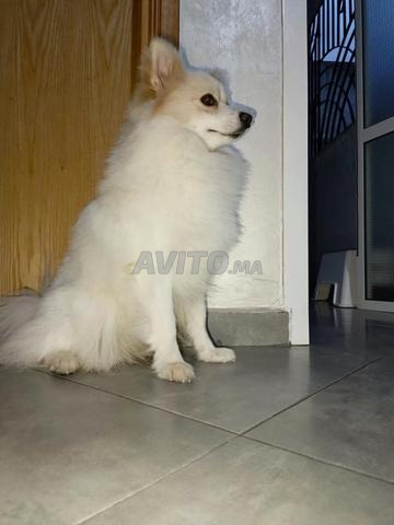 Chien spitz - 2