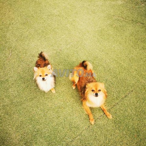 3 chiens Spitz Pomeranian - 5000 MAD - 2
