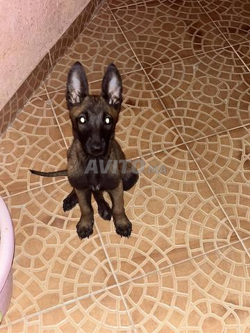 Malinois charbonnée femelle