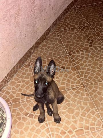 Malinois charbonnée femelle - 2