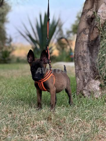 Chios Malinois, 2 mois, mâle Très actifs vif - 2