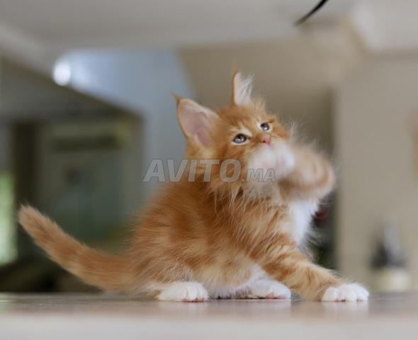 Maine Coon noir fumé avec pedigree WCF