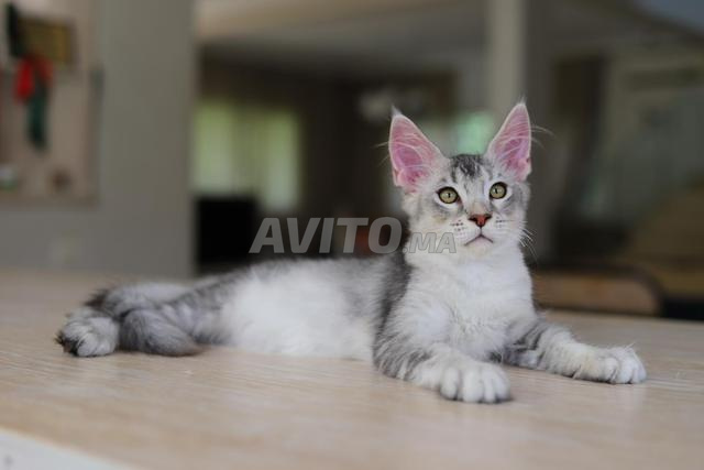 Maine Coon noir fumé avec pedigree WCF