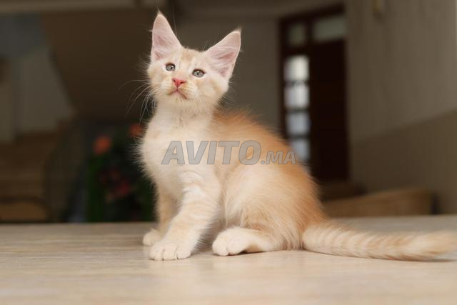 Maine Coon noir fumé avec pedigree WCF