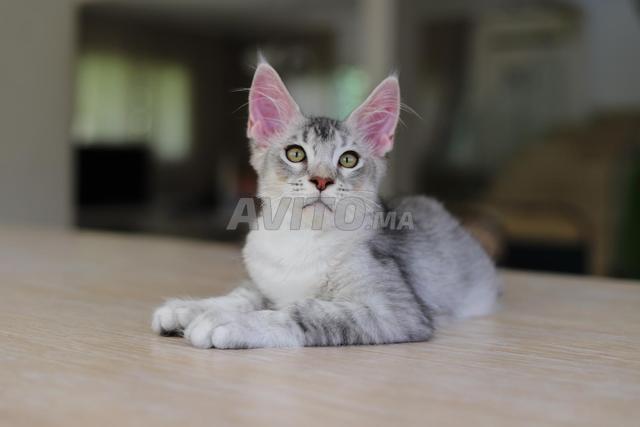 Maine Coon noir fumé avec pedigree WCF