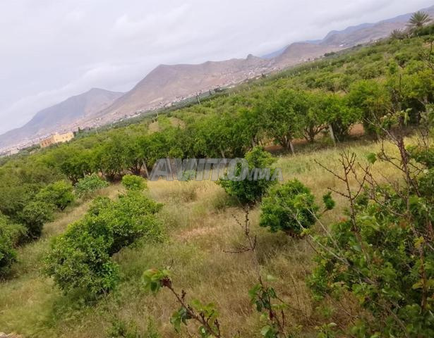 Terrain agricole avec maison (5.5 hectares) - 2