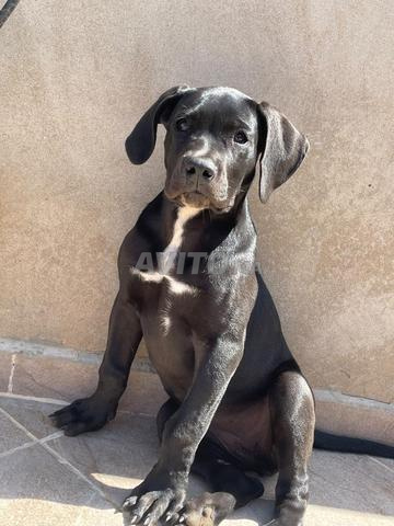 Dogue allemand danois - 2