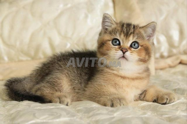 British Shorthair Golden 🧡 💯 pur