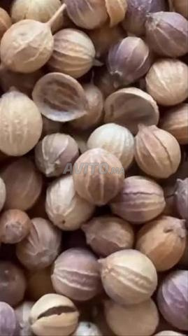 حبوب الكزبرة الطبيعية، رائحة قوية ونكهة طبيعية. - 2
