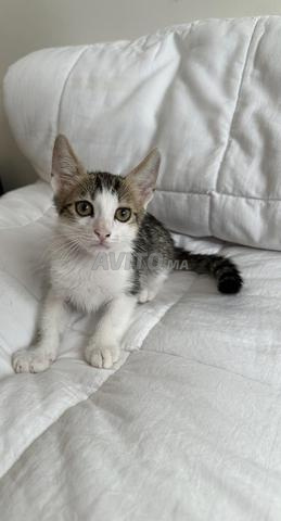 chats à adopter gratuitement - 2