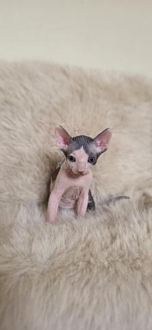 Chaton Sphynx - 2