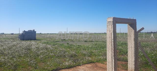 Terrain agricole 3 Hectare titre à vendre tiflet - 2