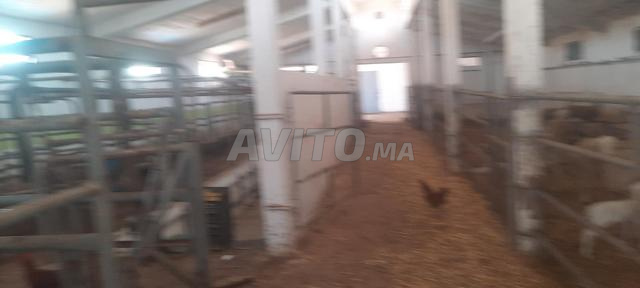 Ferme 8 Hectares équipée à vendre Tiflet - 2