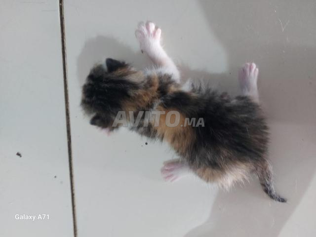 2 chats à vendre - 2