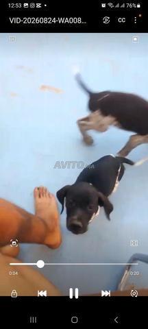 4 chiens braque d'allman - 2