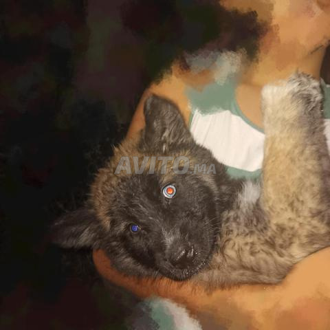 Chien de race Wolf Dog - 2