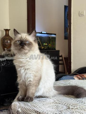 Chaton persan himalayen - 2