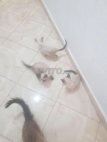 قطط سيامية للبيع في الجديدة - 2