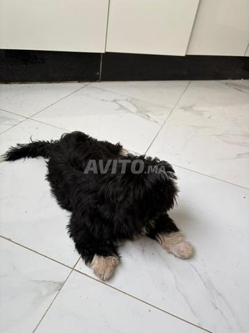 Bichon Maltais - 2